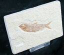 Knightia Fossil Fish - Wyoming #7555-1